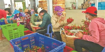 滇臺(tái)連線 深化市場(chǎng)調(diào)研，共拓合作新局